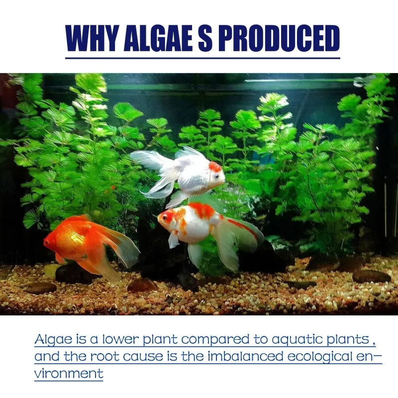 50g高効率藻類駆除剤、水槽・池の藻類・苔の抑制、緑水減少、 - Aquarium Marine Plants のレビューと価格
