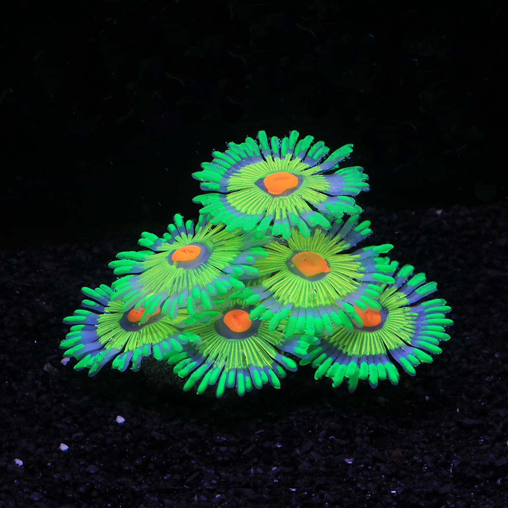 光る柔らかい水槽飾り シリコン製人工装飾植物 水槽景観用魚ア - Marine Aquarium Hobby のレビューと価格