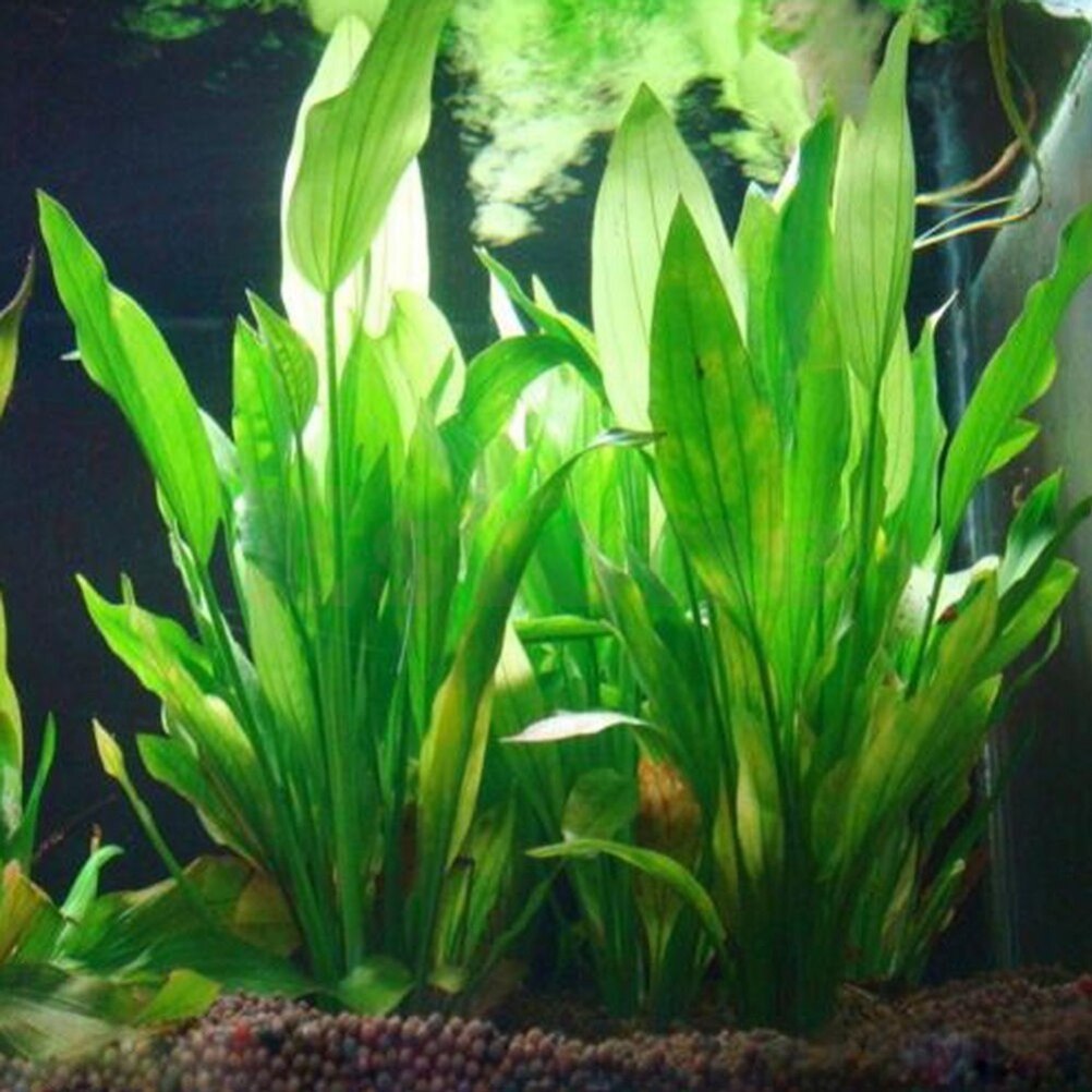 15 センチメートル人工水族館の装飾植物水雑草飾り水生植物水 - Marine Aquarium Hobby のレビューと価格