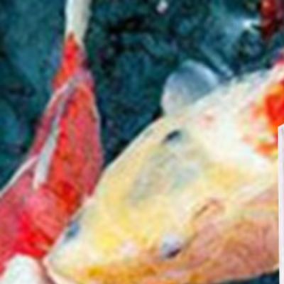 塩分計 海水養殖テスター 0-43%測定範囲 アクリル比重計 - Marine Aquarium Hydrometer のレビューと価格